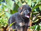 German Shepherd Long Coat Puppies