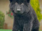 German Shepherd Long Coat Puppies