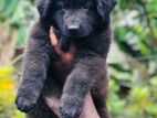 German Shepherd Long Coat Puppies