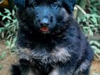 German Shepherd Long Coat Puppies