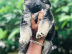 German Shepherd Long Coat Puppies