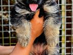 German Shepherd Long Coat Puppies