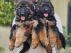 German Shepherd Long coat Puppies