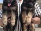 German Shepherd Long Coat Puppies