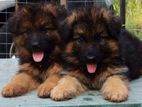 German Shepherd Long Coat Puppies