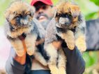 German Shepherd Long Coat Puppies