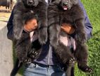 German Shepherd Long Coat Puppies