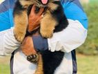 German Shepherd Long Coat Puppies