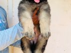 German Shepherd Long Coat Puppies