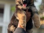 German Shepherd Long Coat Puppies