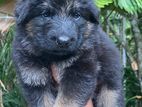 German Shepherd Long Coat Puppies