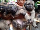 German Shepherd Long Coat Puppies
