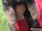 German Shepherd Long Coat Puppies