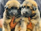 German Shepherd Long Coat Puppies