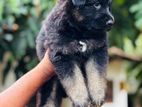 German Shepherd Long Coat Puppies