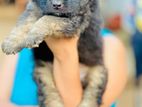 German shepherd long coat puppies