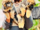 German Shepherd Long Coat Puppies