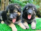 German Shepherd Long Coat Puppies