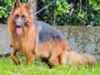 German Shepherd Long Coat Puppies