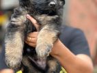 German Shepherd Long Coat Puppies