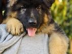 German Shepherd Long Coat Puppies