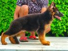 German shepherd long coat puppies