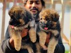 German Shepherd Long Coat Puppies