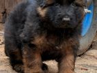 German Shepherd Long Coat Puppies
