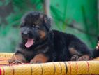 German shepherd long coat puppies
