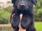 German Shepherd Long Coat Puppies