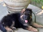 German shepherd long coat puppies
