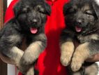 German Shepherd Long Coat Puppies