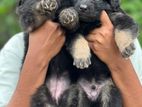 German Shepherd Long Coat Puppies