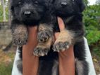 German Shepherd Long Coat Puppies
