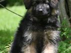 German Shepherd Long Coat Puppies
