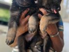 German Shepherd Long Coat Puppies