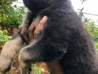 German Shepherd Long Coat Puppies
