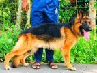 German Shepherd Long Coat Puppies