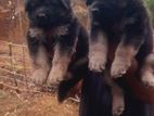 German Shepherd Long Coat Puppies