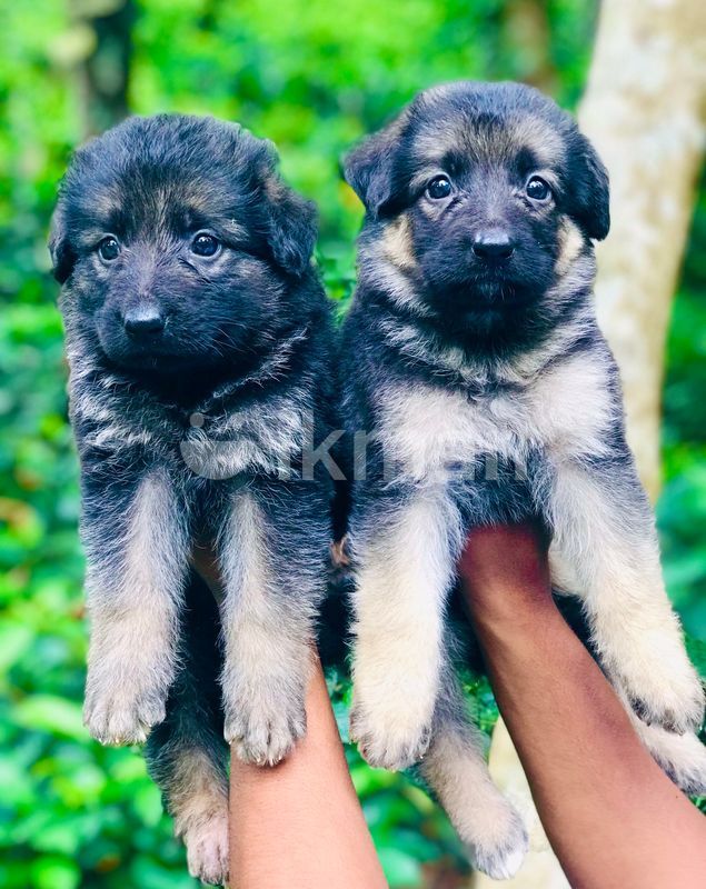 German Shepherd Baby Long Jacket Long Coat Puppy German