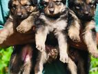 German Shepherd Long Coat Puppies