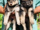German Shepherd Long Coat Puppies