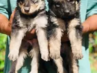 German Shepherd Long Coat Puppies