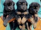 German Shepherd Long Coat Puppies