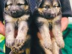 German Shepherd Long Coat Puppies