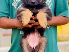 German Shepherd Long Coat Puppies