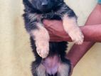 German Shepherd Long Coat Puppies
