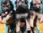 German Shepherd Long Coat Puppies