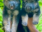 German Shepherd Long Coat Puppies