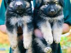 German Shepherd Long Coat Puppies